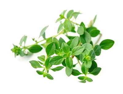thyme